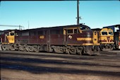 NSW 44 class  4451 (10.05.1981, Broadmeadow)